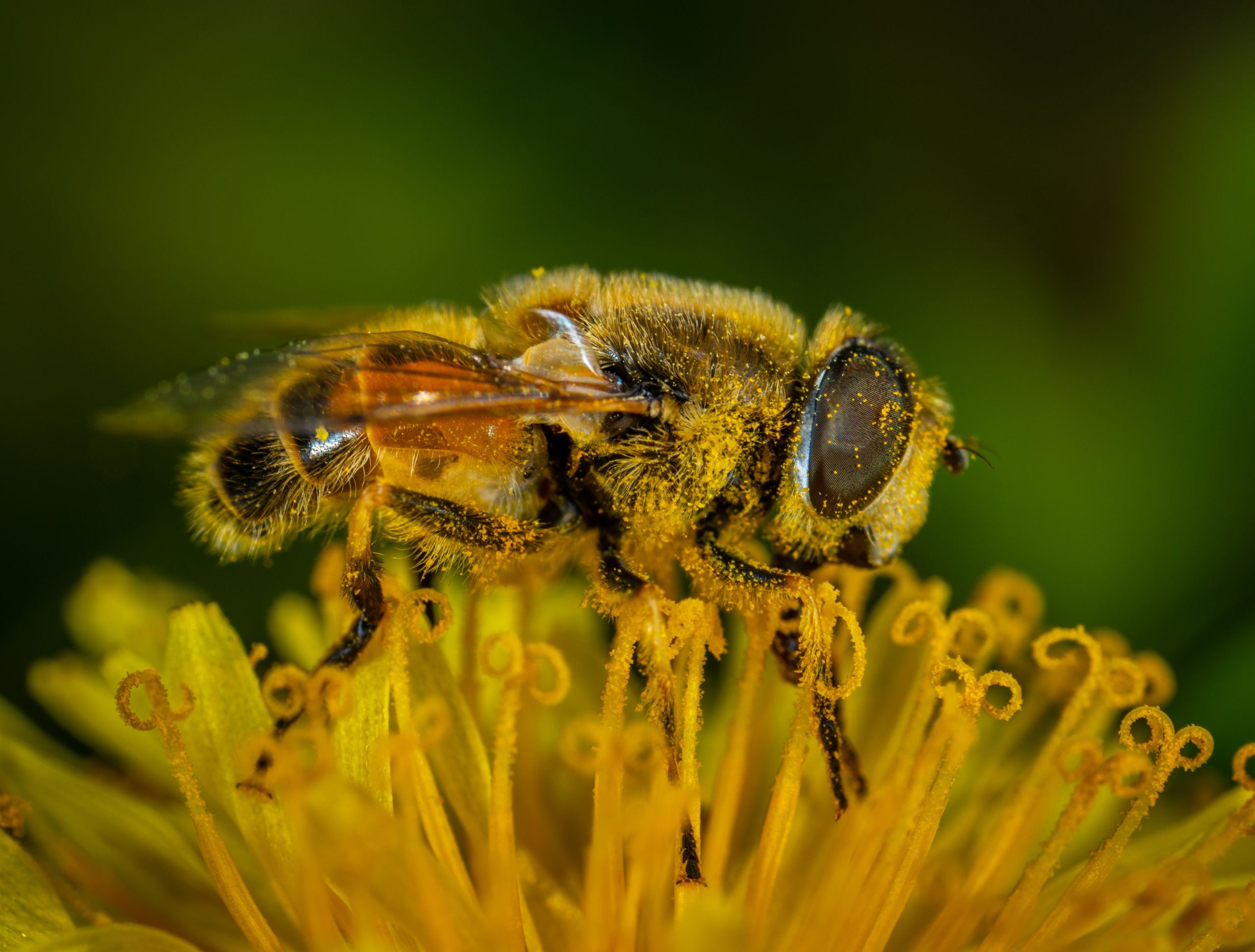 Abeille butinant une fleur, gros plan macro