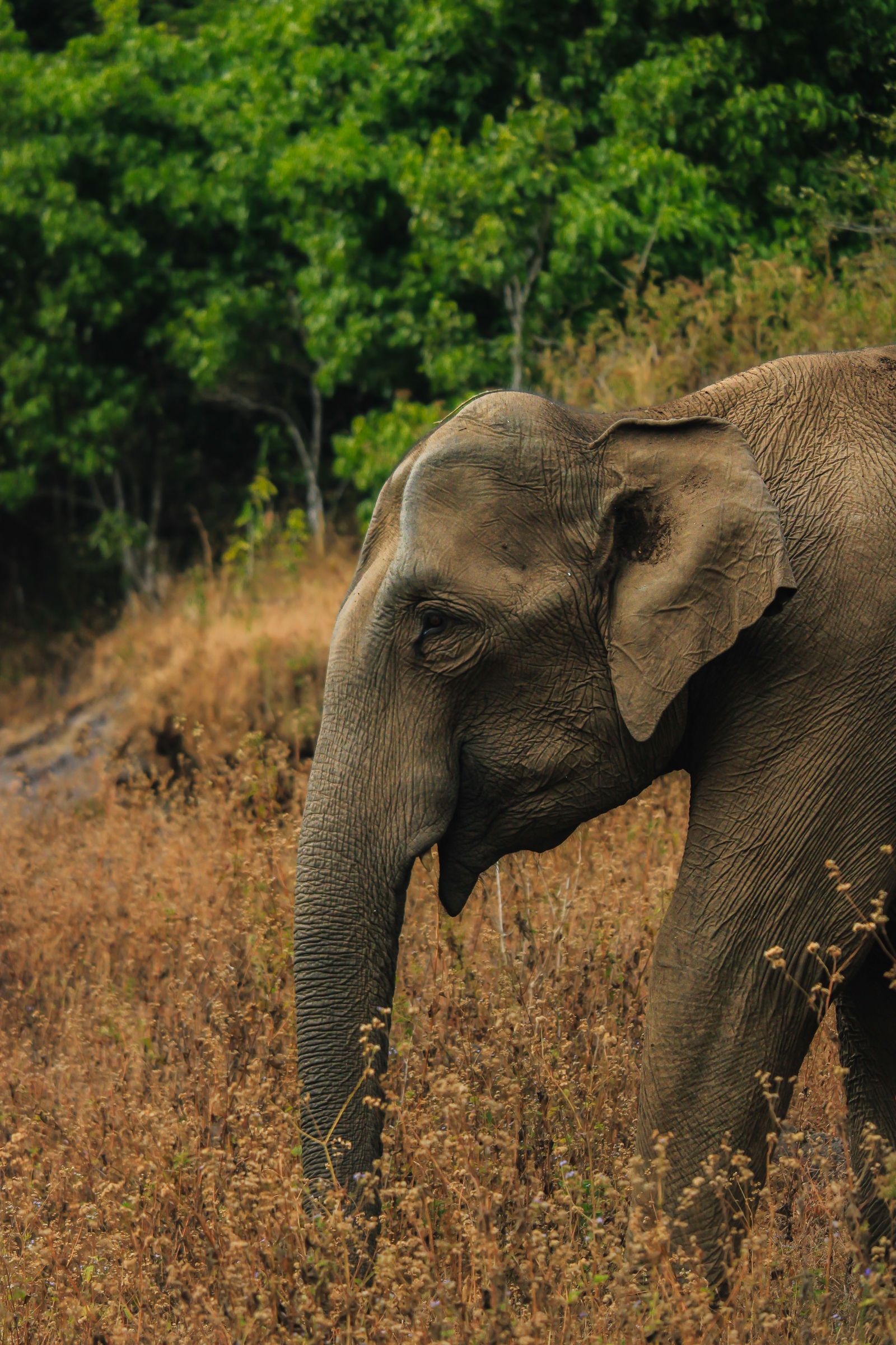 Éléphant majestueux dans son habitat naturel, symbole onirique de la force tranquille, de la mémoire et de la sagesse — La Clé des Songes
