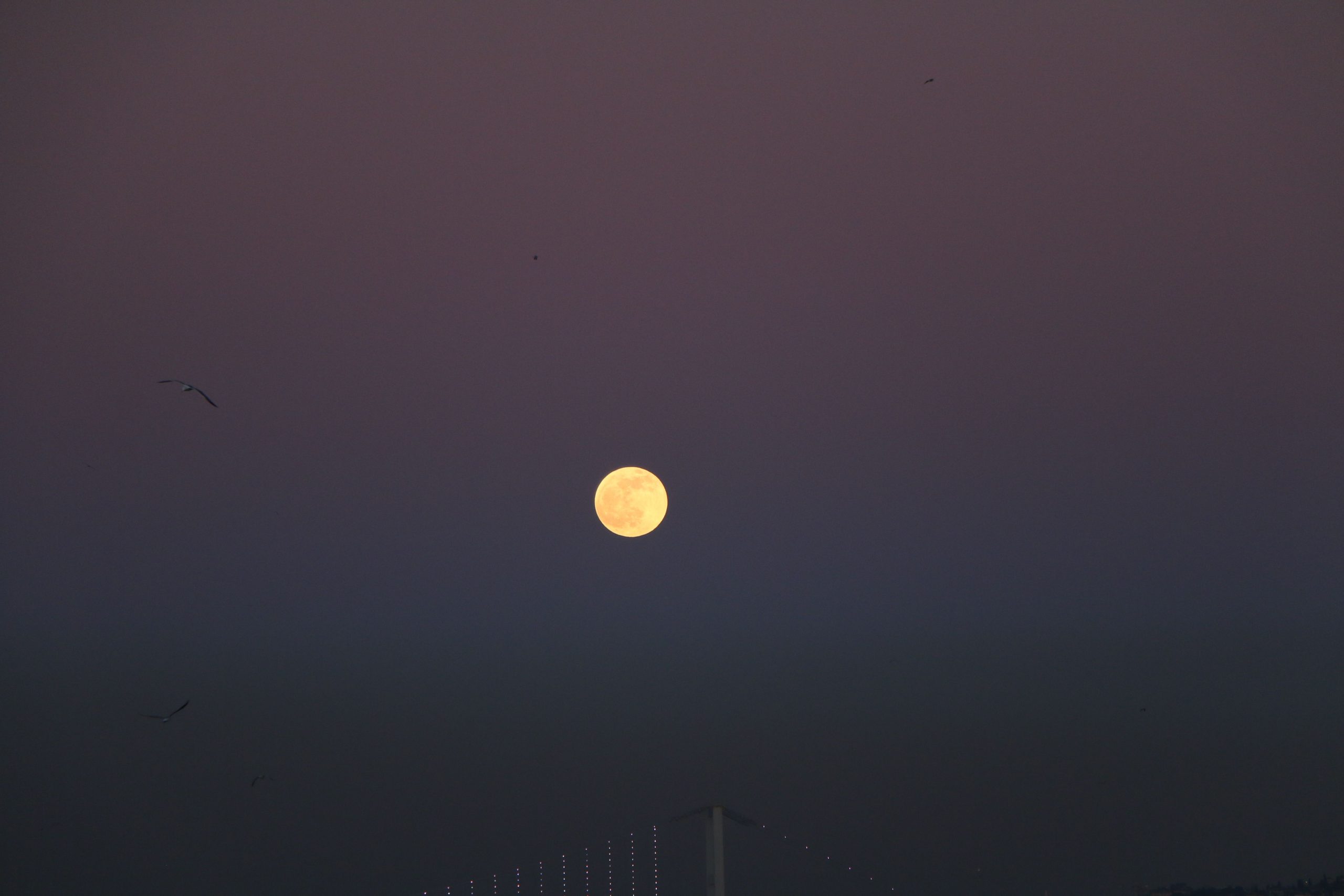 Silhouettes d'oiseaux volant dans un ciel de nuit près de la lune