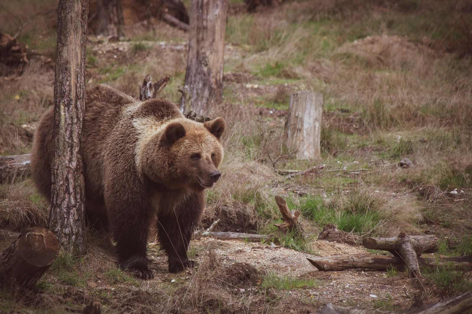 Ours brun dans la nature, symbole onirique de la force instinctive et de la puissance protectrice — La Clé des Songes