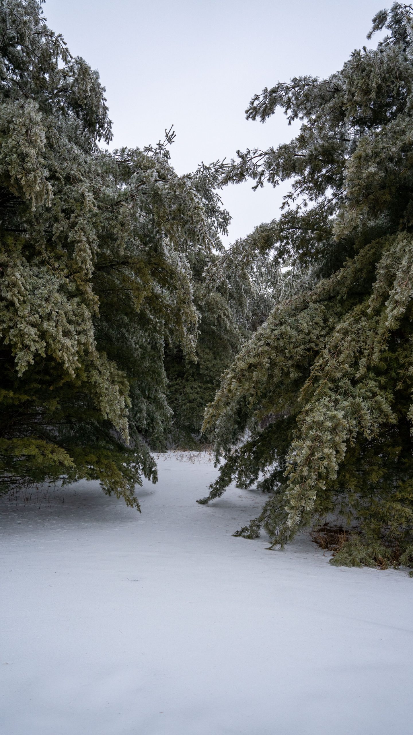 Sentier traversant une forêt enneigée et silencieuse