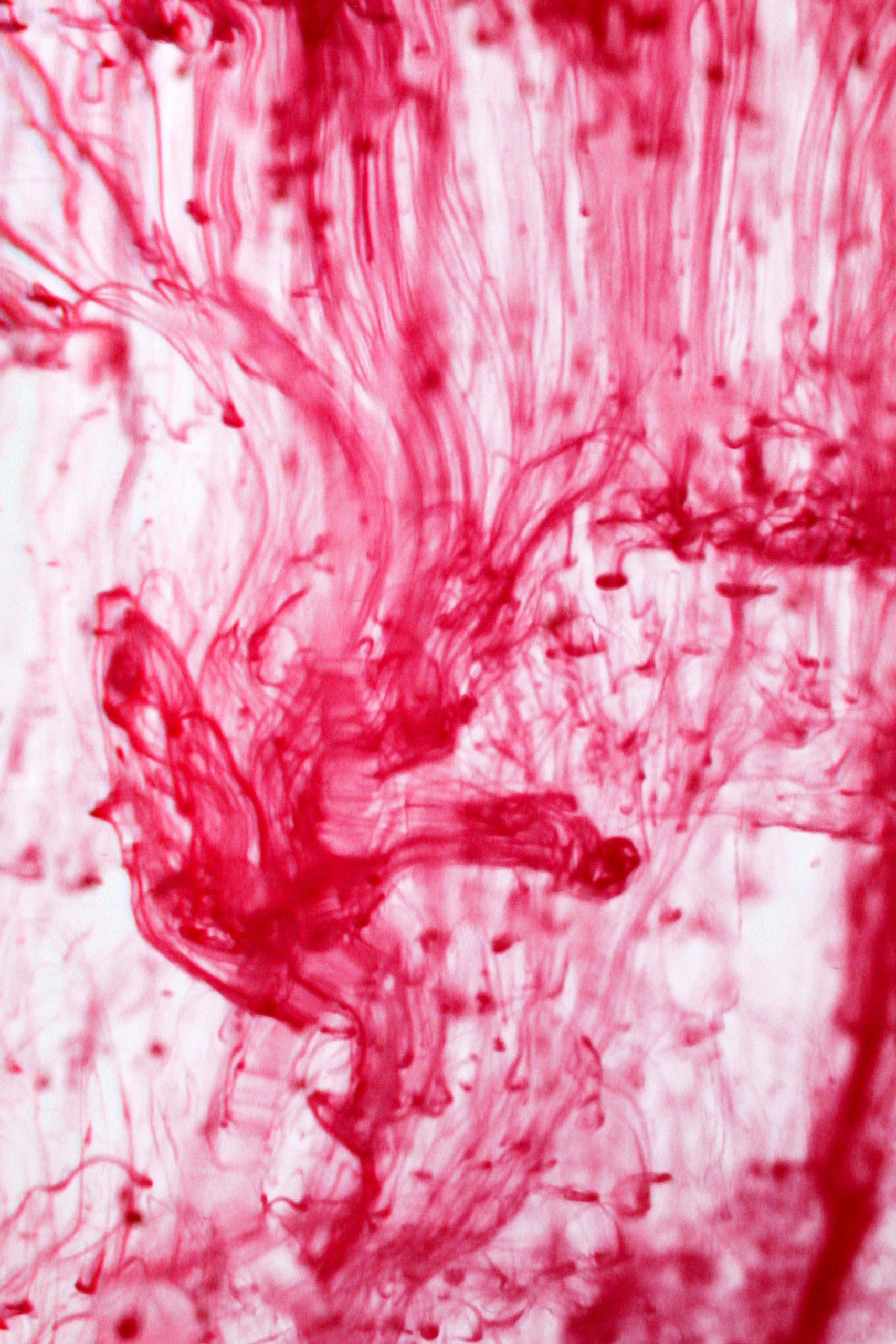 Volutes d'encre rouge se diffusant dans l'eau, image abstraite