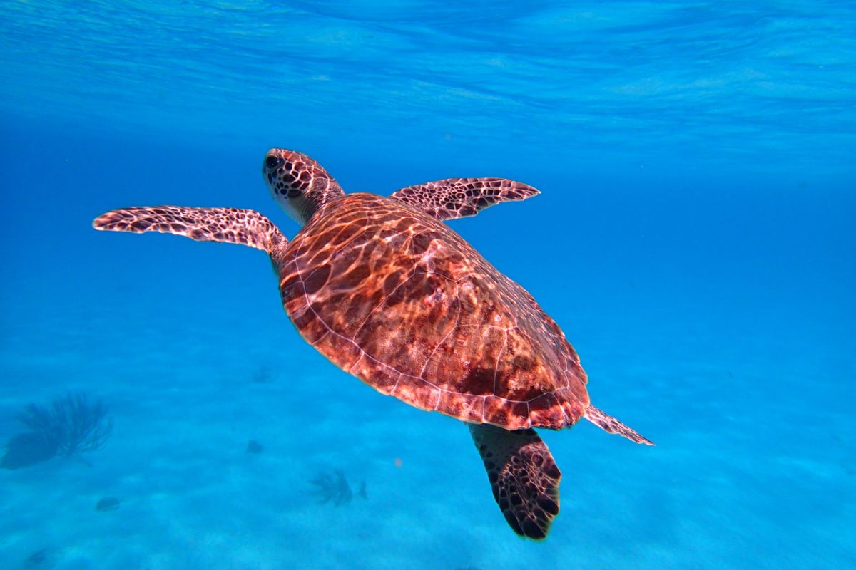 Tortue, symbole de lenteur, protection et sagesse en rêve