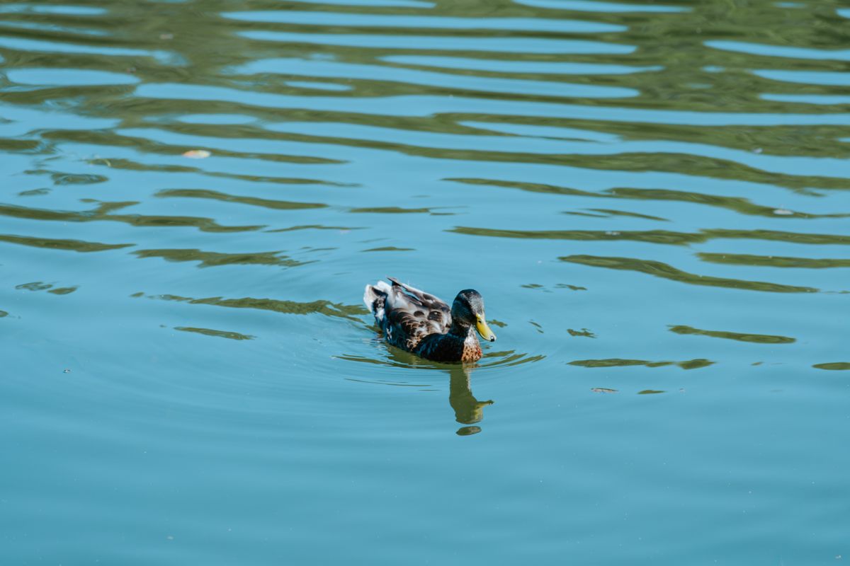 Canard colvert sur une rivière calme, symbole d'adaptation et de vie de famille en rêve