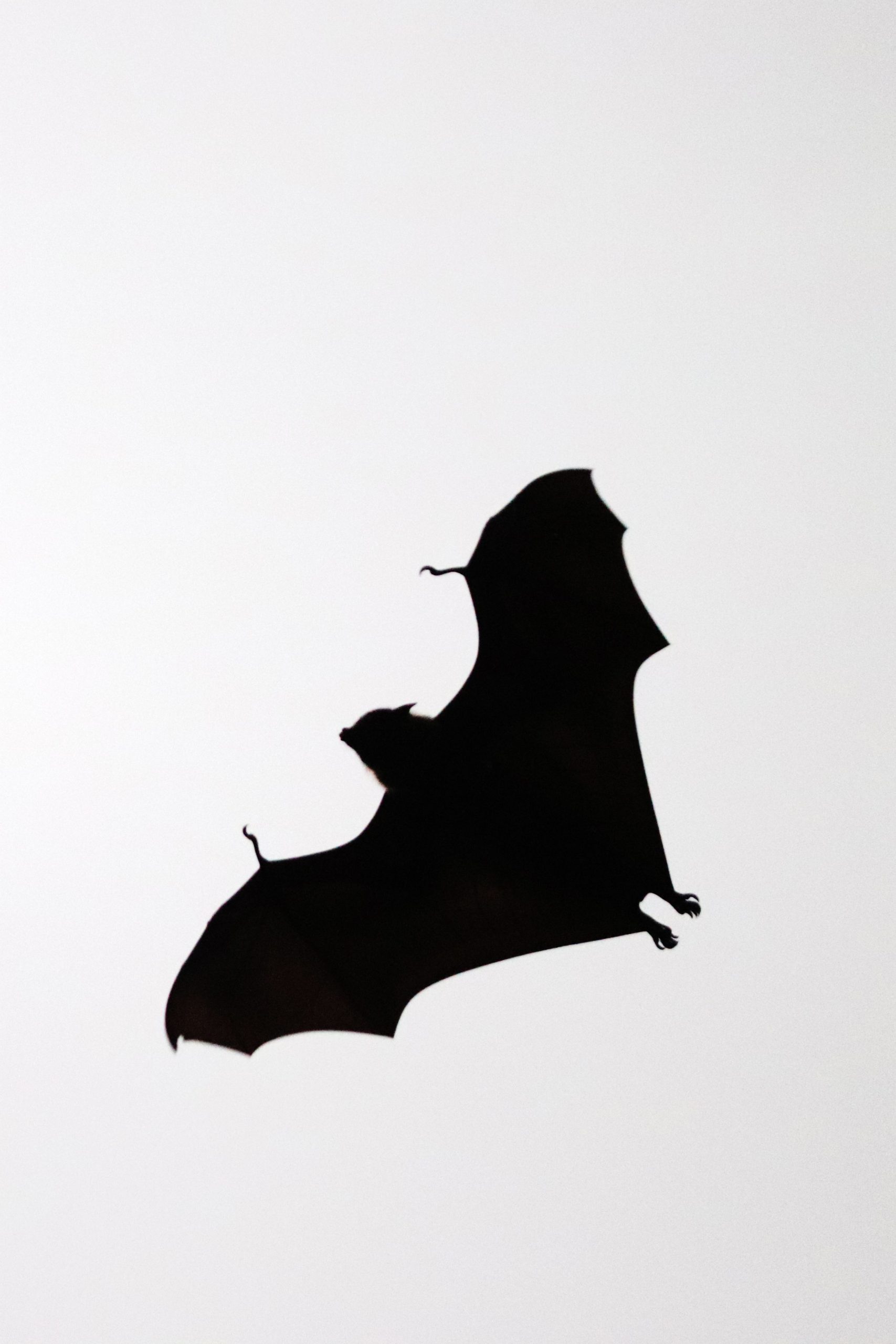 Chauve-souris en vol au crépuscule, symbole d'intuition et de peur en rêve