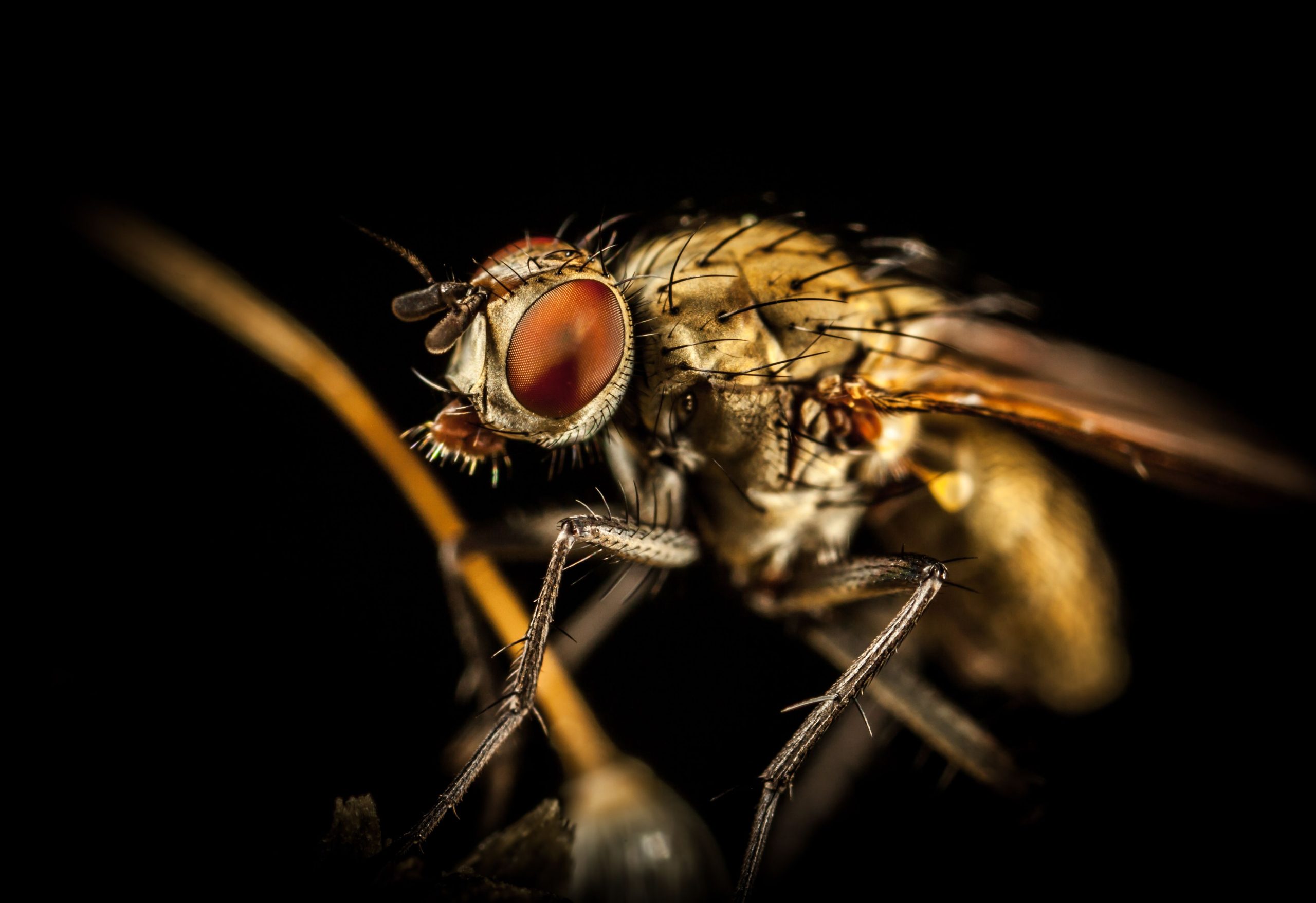 Mouche en gros plan, symbole d'agacement et d'obsession en rêve