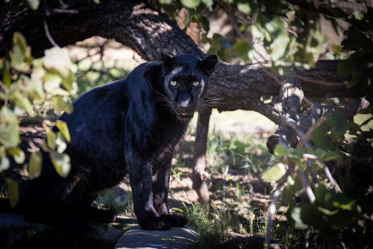 Panthère noire au repos dans la forêt, symbole de puissance instinctive et de part d'ombre en rêve