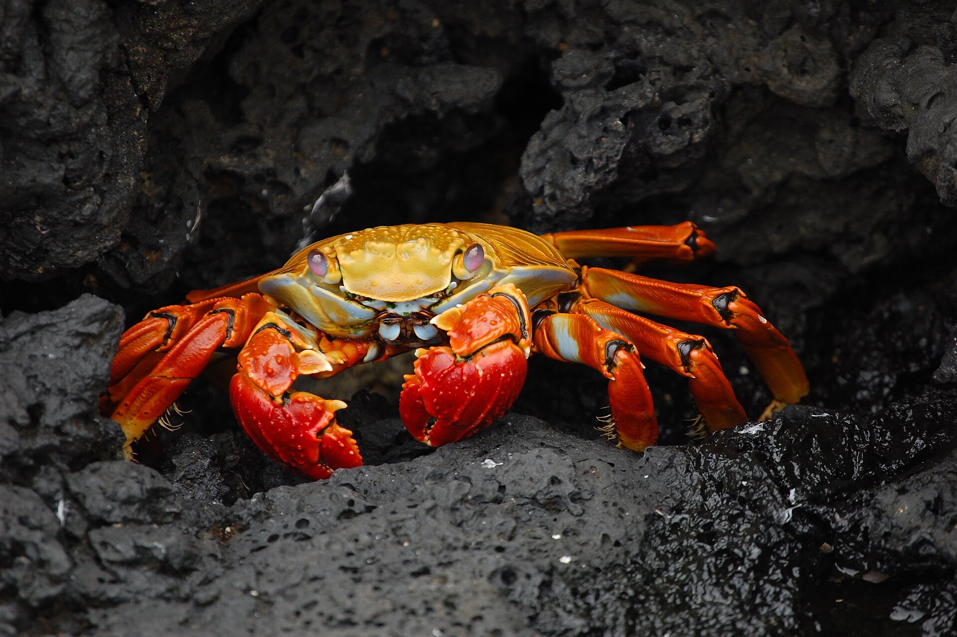 Rêver de crabe : significations et interprétation
